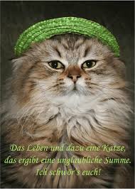 Katzenspruche