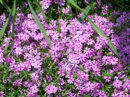 Maybe you would like to learn more about one of these? Beautiful Spring Flowers Blooming In Georgia By Michele Babcock Nice Blogbymichele