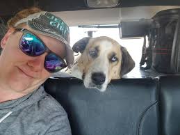 Anatolian shepherd experiences and trainability