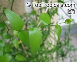 Image result for Asparagus asparagoides