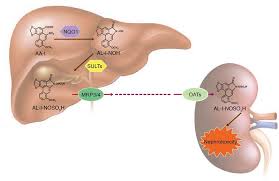 The liver and kidney in health short list vitamin d metabolism: Jci Insight Human Liver Kidney Model Elucidates The Mechanisms Of Aristolochic Acid Nephrotoxicity