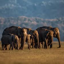 Project Elephant - A Comprehensive ...