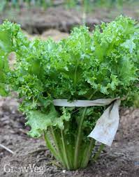 Like radicchio, endive and escarole are cool season greens from the chicory family but they're surprisingly more heat and. Charmed By Chicories Growing Garden Endive Escarole And Radicchio
