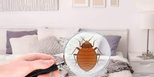 This modern method is proven to control the entire population with one single treatment. Bed Bug Control Clearwater Largo St Petersburg