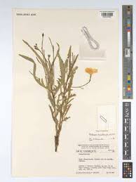 Image result for Tricliceras lanceolatum