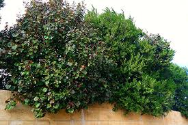 Choose an evergreen like arborvitae at you can shear into a formal shape or a bushy one that creates a thick. Best Screening Plants For Privacy Lakeside Plants Nursery