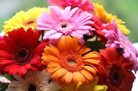 Check spelling or type a new query. How To Impress With Immaculate First Date Flowers