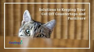 How To Keep Cats Off Counters And Furniture With Images Cats First Time Cat Owner Pet Care Cats
