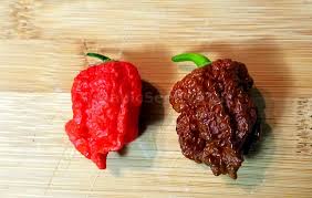 Pick from our assortment of different hot peppers that will add zest a dash of color and a sense Trinidad Scorpion Chocolate