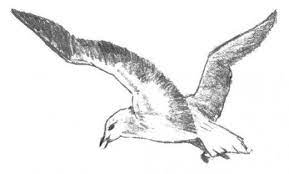 Free Online Pictures Of Birds To Color For Adults And Kids Bird Drawings Seagull Tattoo Drawings