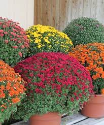 Beautiful Hardy Mums In An Assortment Of Colors And Sizes Adriandurban Hardy Mums Planting Mums Plants