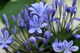 Agapanthus Africanus Flowering Season Best Flower Wallpaper