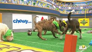 Renegade raider is a skin from fortnite model by. Animals On Football Fields The Absolute Funniest Moments Sbnation Com