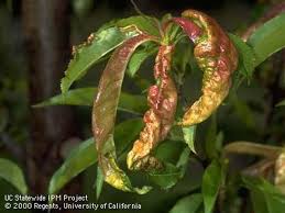 Stressed plants tend to be more susceptible to pests. Plant Diseases Common Resources Agriculture Weights Measures Cda Alameda County