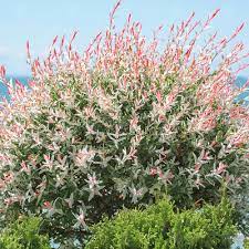 The pink flamingo is the best resort i have stayed at in port douglas and i have stayed at many over the years i felt extremely safe and loved the whole feel of the place. Salix Integra Hakuro Nishiki Flamingo Willow Plant In 4 5 Pot Ebay