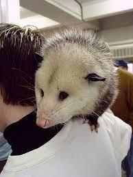 Pet Possum Cute Animals Pets Cute Puppies