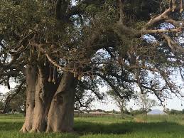 We are a tree farm located in santa fe texas. Food Systems Caravan Bridging Science And Practice Discussing Transdisciplinary And Systemic Solutions Towards The Sustainability Of Agricultural And Food Systems In West Africa