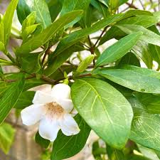 Image result for Rothmannia globosa