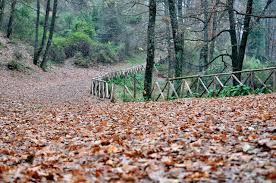 Oak, ash, mengelakkan ancaman esparto, semak samun tidak nyata elm, maple, poplar dan fros berduri bic  mempunyai. Hutan Musim Gugur Daun Foto Gratis Di Pixabay