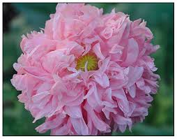 Image result for Ornithogalum seineri