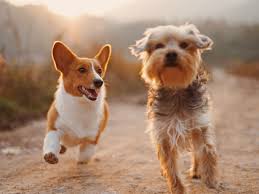 Im ratgeber von vier pfoten erfahren sie, was sie unternehmen können, wenn ihr hund entlaufen ist. Webdesign Web App Seo Online Datenbank