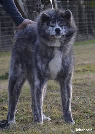 Le bon coin ameublement maison seine et marne 77 ile de france yootoo fr. Le Bon Coin Poitou Charentes Animaux Chiens