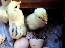 Inilah Beberapa Trik Cara Mengetahui Kelamin Anak Ayam Jantan Dan Betina Usia 0 20 Hari Versi 7saudara Com Travel 7 Saudara