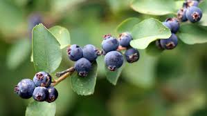 Image result for Amelanchier alnifolia