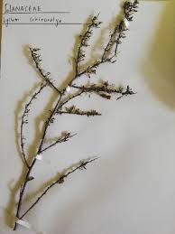 Image result for Lycium schizocalyx