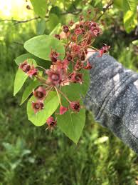 Serviceberry is a derived term of berry. Edible Native Landscaping Serviceberry The Land Connection