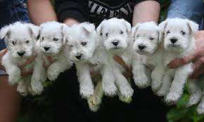 In the case of a miniature schnauzer, potential health issues include cataracts. Puppies That Arrived In A Hurry In A Car On Way To The Vet Daily Mail Online