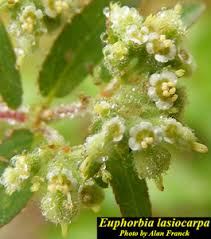 Image result for Euphorbia lissosperma