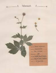Mit dieser vorlage kann eine ablöservereinbarung unter mieter und nachmieter erstellt werden. 13 Herbarium Vorlage Ideen In 2021 Herbarium Vorlage Blumen Pressen Naturtagebuch
