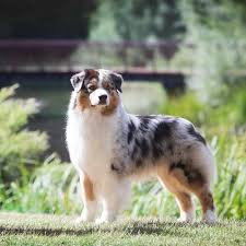 Physical Characteristics Of The Australian Shepherd Australian Shepherd Dogs Australian Shepherd Shepherd Puppies