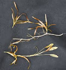 Image result for Potamogetonaceae