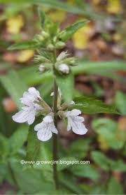 From crabgrass to dandelion's florida has it's fair share of weeds. Garden Adventures Eat This Weed