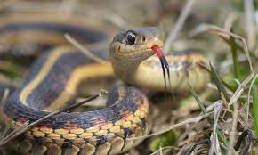 Supplement the fish and worms occasionally as set out below. Garter Snakes The Good The Bad And The Ugly