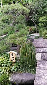 This cultivar of japanese maple is grown for its colored leaves and interesting growth habit. 10 Everyday Japanese Plants Michael Perry Mr Plant Geek