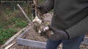 Plant from late october into december. Tips On Planting Garlic In Zone 6 Youtube