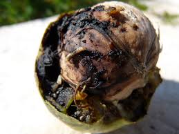 Image result for Rhagoletis completa