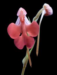 Image result for Habenaria