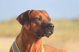 We did not find results for: Royalty Free Rhodesian Ridgeback Photos Free Download Pxfuel