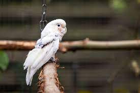 Goffin cockatoo parrot sings and dances! Goffin Kakadu Im Nabu Artenschutzzentrum Nabuzentrum Leiferdes Webseite