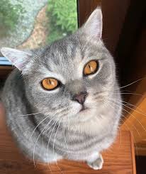 As you think of your kitten's name, use every category you can think of, such as professions, famous beings and people, historical figures and even characters in movies. 350 Cat Names From Movies And Books The Paws