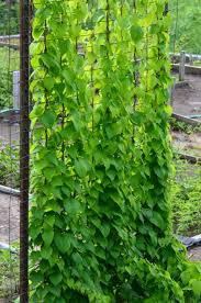 Image result for Dioscorea schimperiana