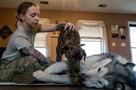Whether being relocated within the united states or anywhere in the world, spca international's operation military pets is here to keep pets with the ones they love. Spca Grants Help With Pcs Pet Costs Military Com