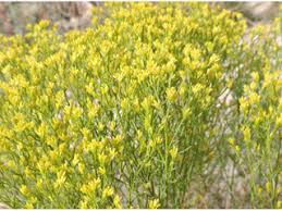 Image result for Helixanthera schizocalyx