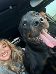 Update! We Jack Jack's Pack picked up Enzo and he's safe with the beautiful  Lauryl Kays and her hubby who are very rottie experienced but it's just  temporary! He was very afraid