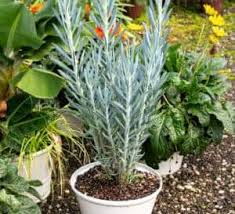 Image result for Senecio hochstetteri