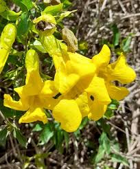 Image result for Dolichandra unguis-cati